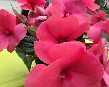 Nahaufnahme rote Blüten