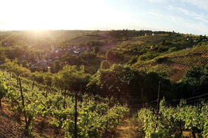 Schönste Weinsicht auf die Weinberge rund um Rollsdorf