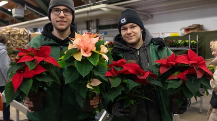 Auszubildende im Gartenbau pr&auml;sentieren Weihnachtssterne zum Adventsmarkt 2025