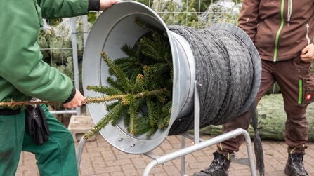 Mann verpackt Weihnachtsbaum auf dem Adventsmarkt des KBBW